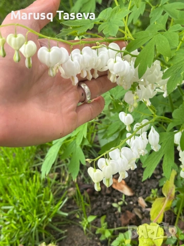 Дамско сърце розо и бяло , снимка 6 - Градински цветя и растения - 54119437