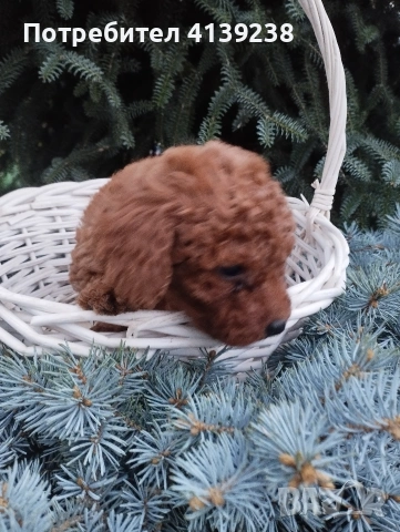 Той Пудел , снимка 5 - Пудели - 54032133