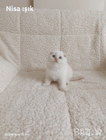 последния красавец в Хасково побързайте, снимка 3 - Британска късокосместа - 54359536