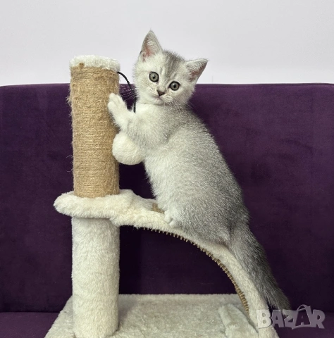 🐾 Шотландски клепоухи (Scottish Fold) и правоухи (Scottish Straight) котенца, снимка 7 - Британска късокосместа - 54681387