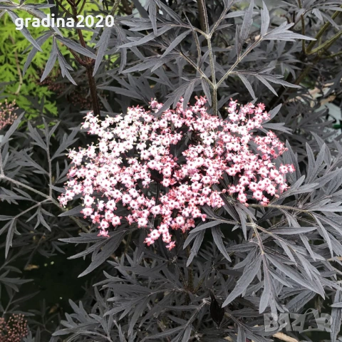Черен Бъз - Ева (Sambucus nigra 'Eva' BLACK LACE) Приемаме поръчки за юли месец , снимка 2 - Разсади - 54808485