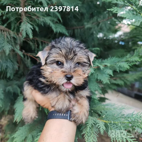 Йоркширски териер - мъжко