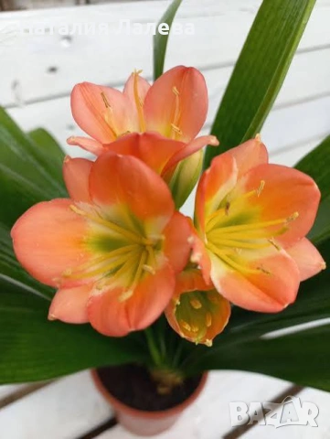 Кливия- оранжева, clivia 
