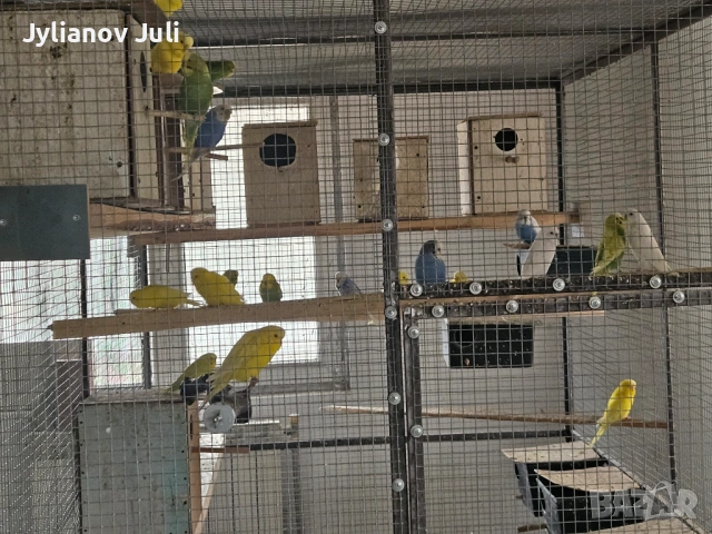 Вълнисти папагали, снимка 2 - Папагали - 54057870