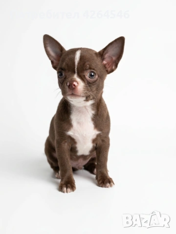 Шоколадово момче