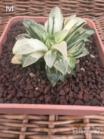 Рядка Вариегатна Хавортия (Haworthia retusa f. variegata) – Колекционерска