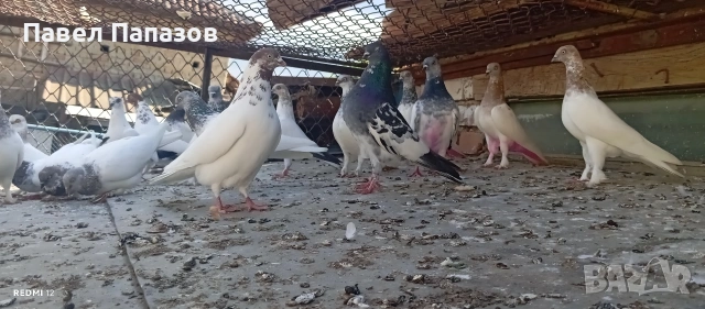 Продавам унгарски гълъби.