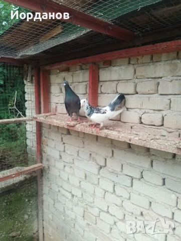 Продавам пазарджишки гълъби, снимка 3 - Гълъби - 54780576