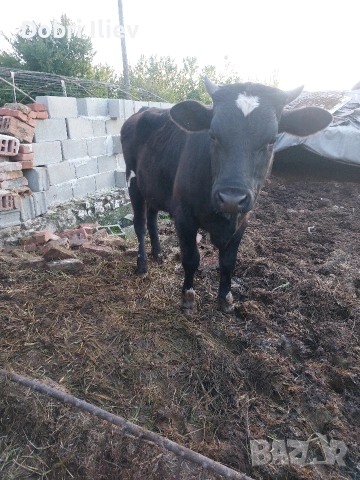 prodavam majko tele za klane mejdu 250 i 300 kilograma, снимка 2 - Крави - 54401684