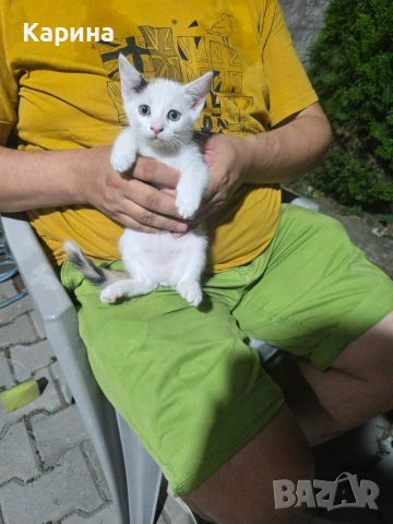 Подарявам малки котенца, снимка 5 - Други - 54985754