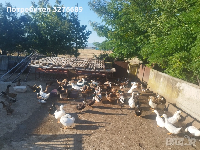 Патици Каки Кембъл и крякащи