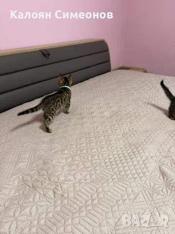 Бенгалски котета, снимка 10 - Бенгалски - 54357737