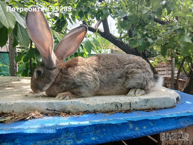 Породисти зайци, снимка 7 - Други - 54572305