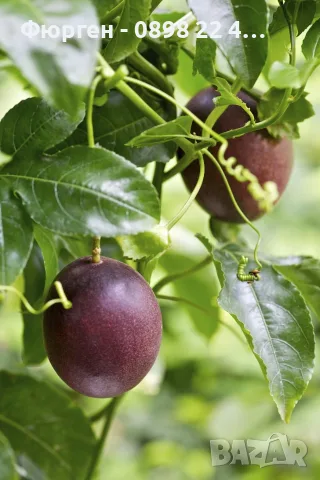Пасифлора (Маракуя) – Passiflora edulis, снимка 6 - Разсади - 55328034