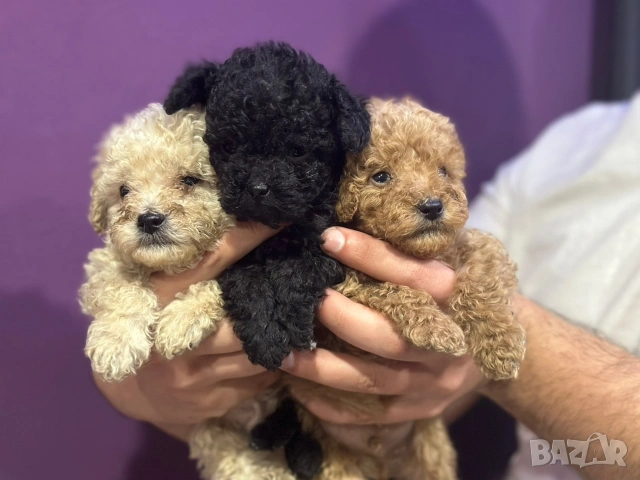 Пудел той , снимка 4 - Пудели - 54160011