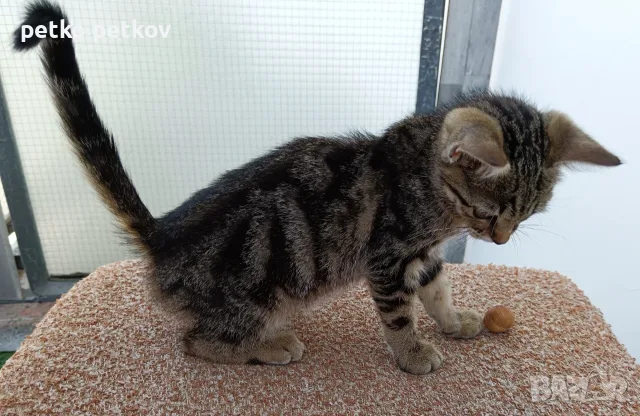 Подарявам малко котенце, снимка 4 - Други - 55412691