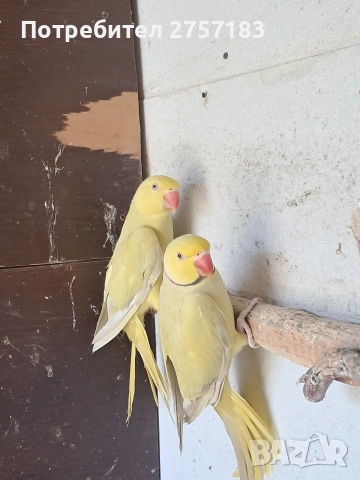 продавам чифт малак александар 2023, снимка 2 - Папагали - 54311607