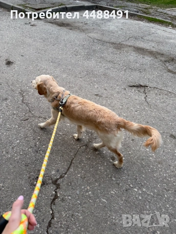 Голдън ретривър на 10 месеца, снимка 3 - Голдън ретривър - 53990312