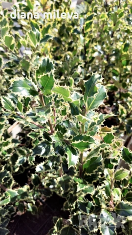 Джел, Илекс Сребърна Кралица, Ilex aquifolium Silver Queen, студоустойчив, многогодишен бодлив храст