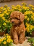 Той Пудел /Poodle Toy / , снимка 3