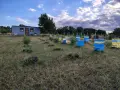 чист пчелен мед. Букет, снимка 4