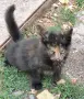 Търсим дом на това слънчице, снимка 6