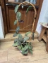 Hoya Хоя Caudata Green Borneo , снимка 1