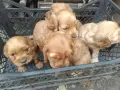 кокер шпаньол чистокръвни , снимка 2