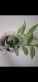 Традесканция, tradescantia albiflora albovittata, снимка 2