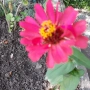 Цвете  Циния /15 броя, снимка 7