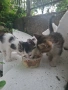 Котета търсят дом, снимка 6