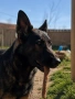 Сивак (Работна немска овчарка), снимка 2