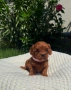 Кавапу Cavapoo, снимка 2
