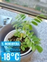 Продавам разсад от зайчина, индиго, софора , снимка 5