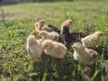 Продавам малки пилета и кокошки, снимка 2