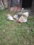 Мини кохин бобтейл, снимка 3
