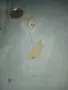 Mini Pomeran sladyri, снимка 1