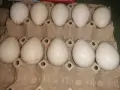 Неми и крякащи патета и едногодишни такива , снимка 14