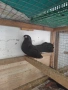 Продавам гълъби, снимка 3