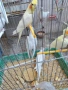 Продавам бели и пъстри корели, снимка 4