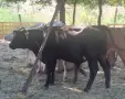 Продавам  телета, снимка 6