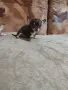 продавам чихопинпери, снимка 3