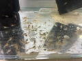 Бебета рачета Procambarus Alleni, снимка 3