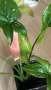 Syngonium Red Spot Tricolor , снимка 1