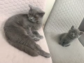 Британско късокосместо мъжко коте, снимка 5
