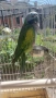 Розовогърд александър 🦜 Китайски Алексанри , снимка 7
