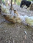 Кокошки копринки, народни цени. , снимка 3