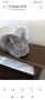 Британска котка, снимка 1