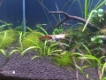 Аквариум цял или поотделно, снимка 10