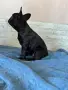 Продавам френски булдочета. , снимка 4